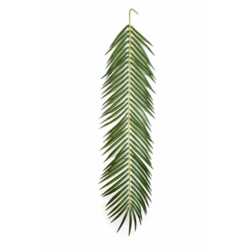 Phoenix Palm spray