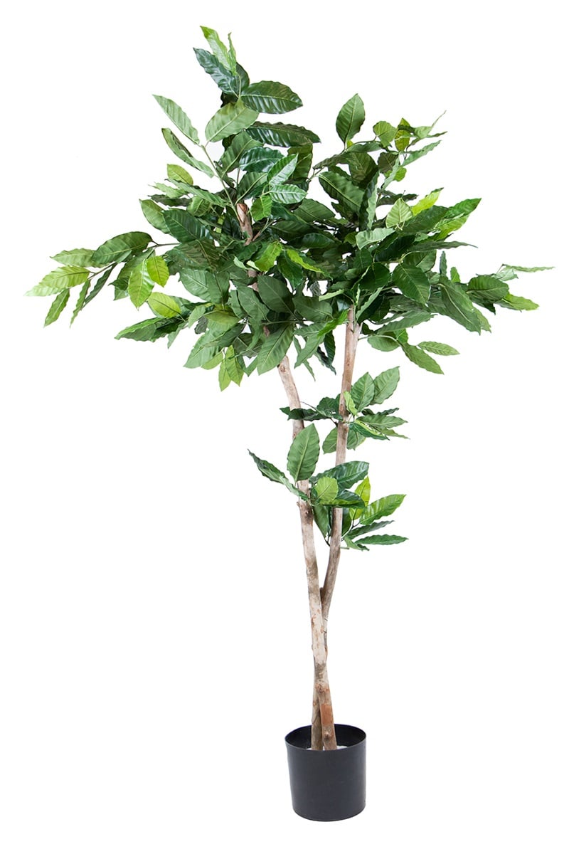 Coffea-Pflanze 42099 150