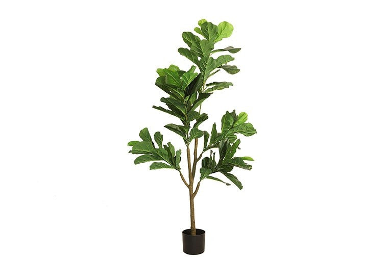 Kunstpflanze Ficus lyrata L grün-L48B60H174CM