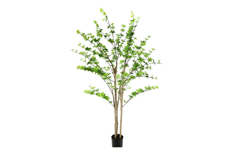 Dysosma pleiantha