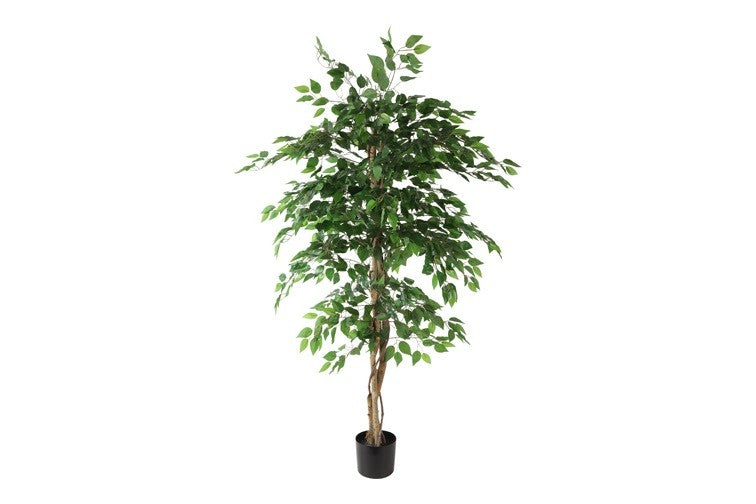 Kunstpflanze Ficus benjamina M grün-L140B140H180CM