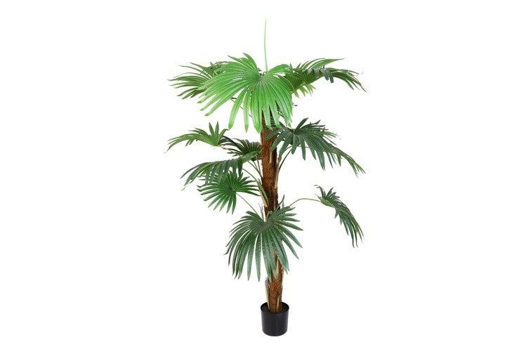 Kunstpflanze Trachycarpus wagnerianus L grün-L80B80H200CM