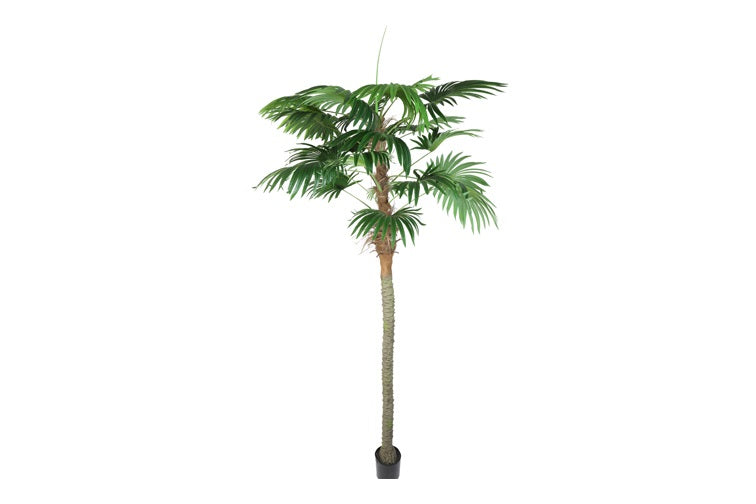 Kunstpflanze Trachycarpus XL grün-L220B220H300CM