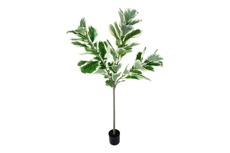 Kunstpflanze Ficus Lyrata M grün-L110B110H160CM