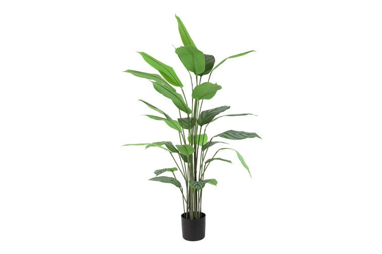 Kunstpflanze Maranta grün-L85B70H170CM