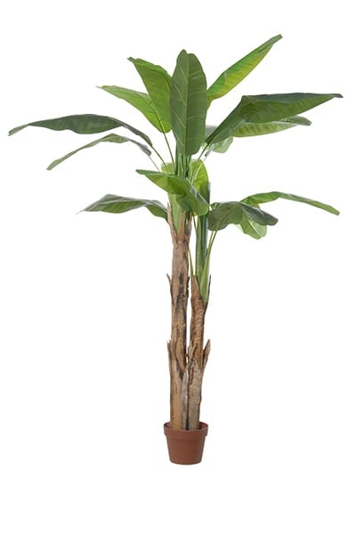 Bananatree 17056 210