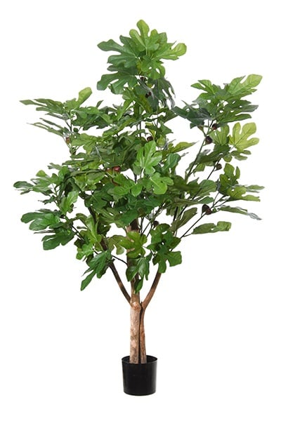 Feigenbaum 42093 100