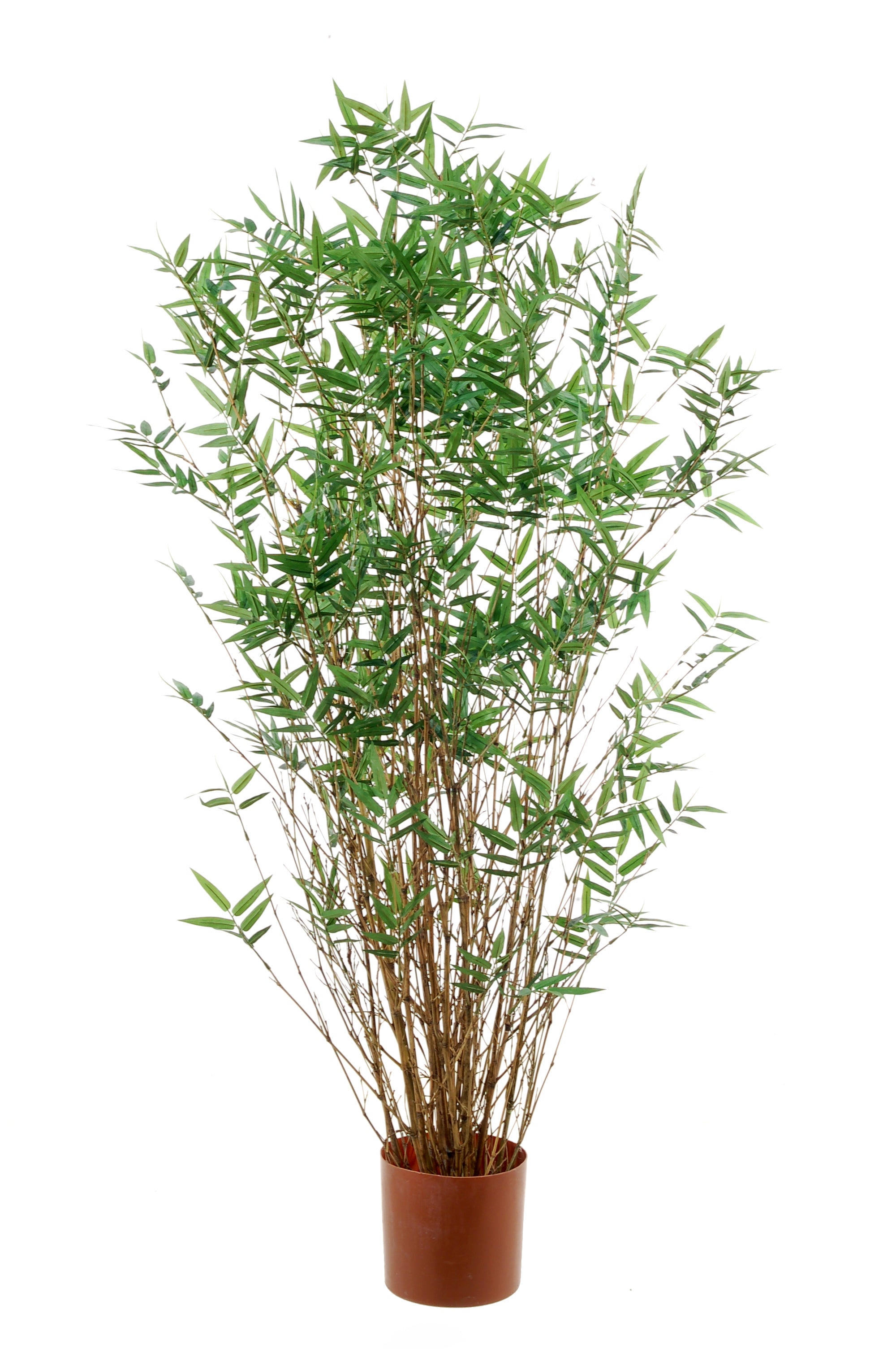 Bamboe oriental 130cm