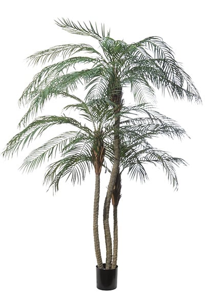 Phoenixpalme - Dattelpalme 42081 210
