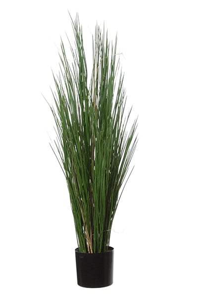 Gras 42088 120