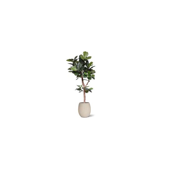 Lyrata Deluxe kunstboom Y stam 210cm - afbeelding 12