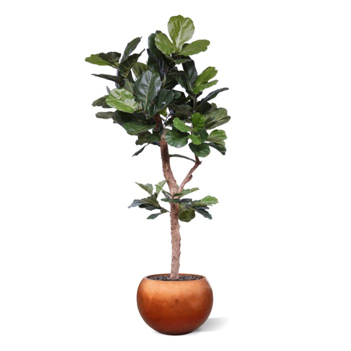 Lyrata Deluxe kunstboom Y stam 210cm