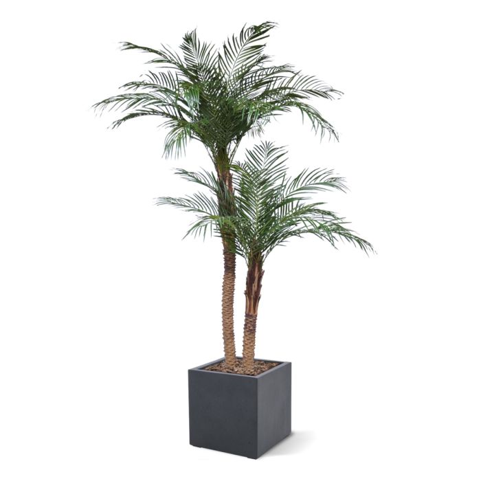 Phoenix Kunstpalm deluxe 225cm - afbeelding 11