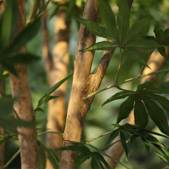 Acer Kunstboom deluxe groen 250cm op stam - NOVA LIGNUM