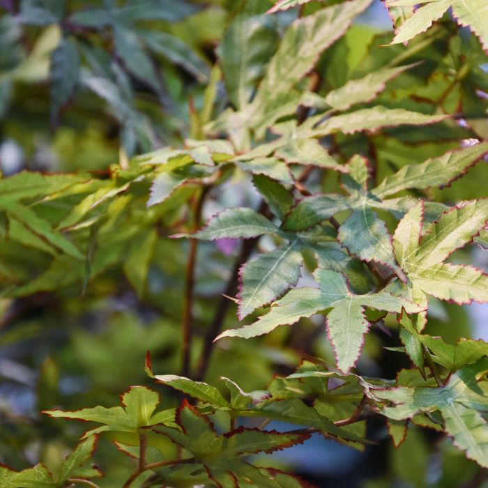 Acer kunstboom XL groen 300cm - NOVA LIGNUM