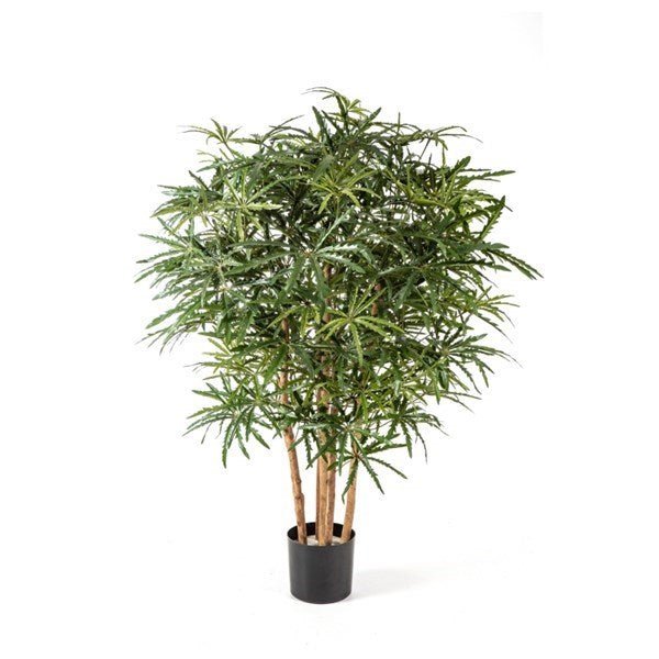 ARALIA BUSH TREE 51504N - NOVA LIGNUM