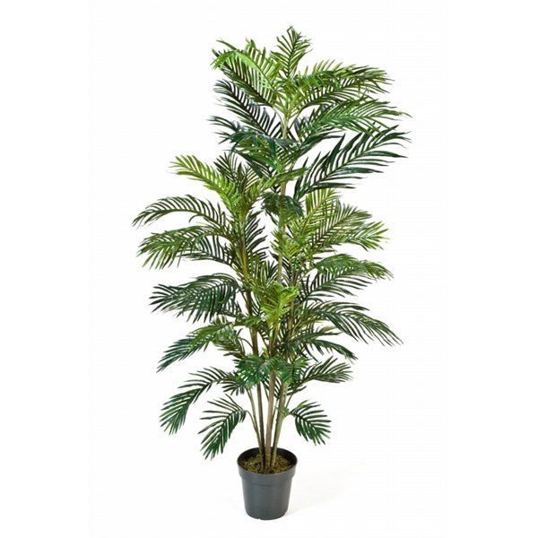 Areca palm w/pot - NOVA LIGNUM