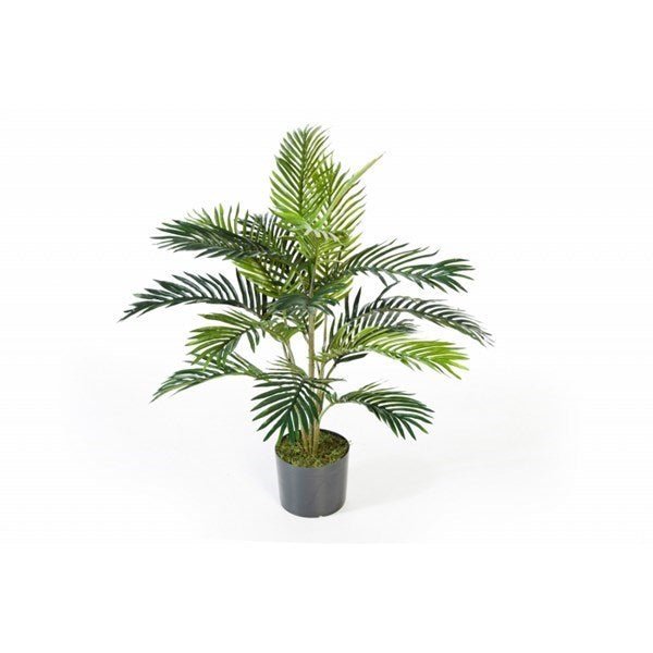 Areca palm w/pot - NOVA LIGNUM