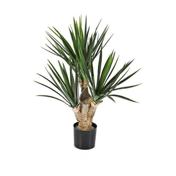 Baby Yucca x 3 - NOVA LIGNUM