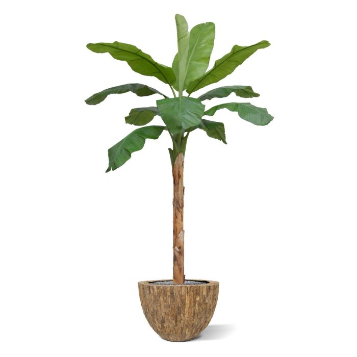 Banaan Royal XL kunstboom 300cm - afbeelding 2
