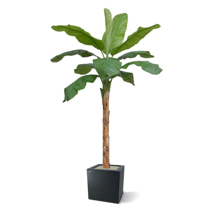 Banaan Royal XL kunstboom 300cm - afbeelding 3