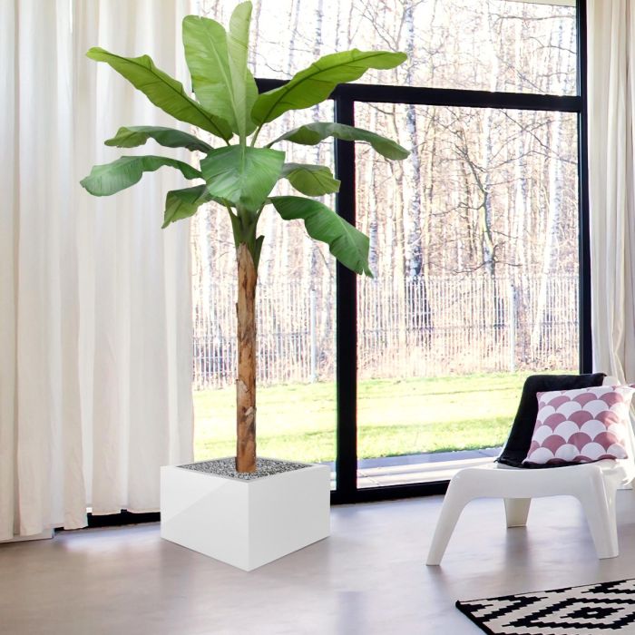 Banaan Royal XL kunstboom 300cm - afbeelding 6
