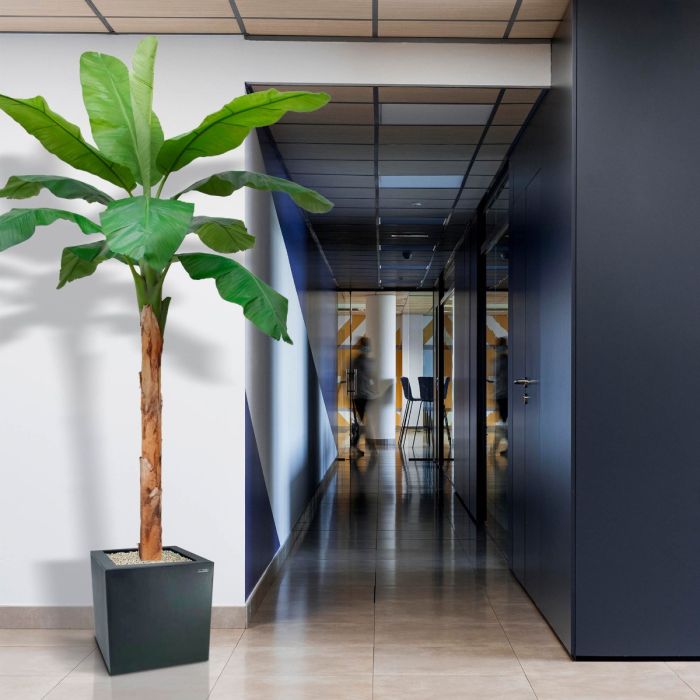 Banaan Royal XL kunstboom 300cm - afbeelding 4