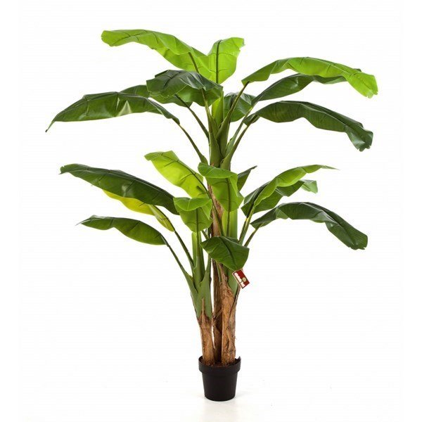 Bananatree x 3 w/pot - NOVA LIGNUM