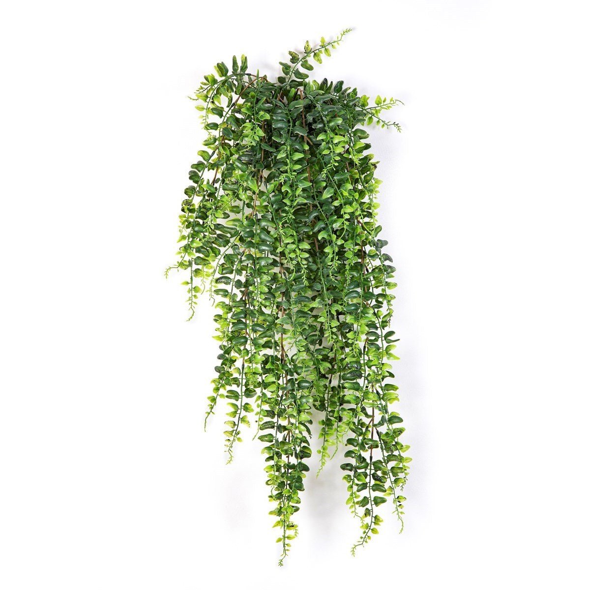 Boston Fern Hanging Bush 75 cm - NOVA LIGNUM