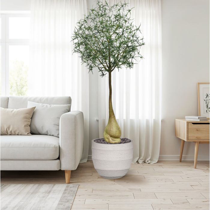 Brachychiton Bottle Kunstboom 240cm - NOVA LIGNUM