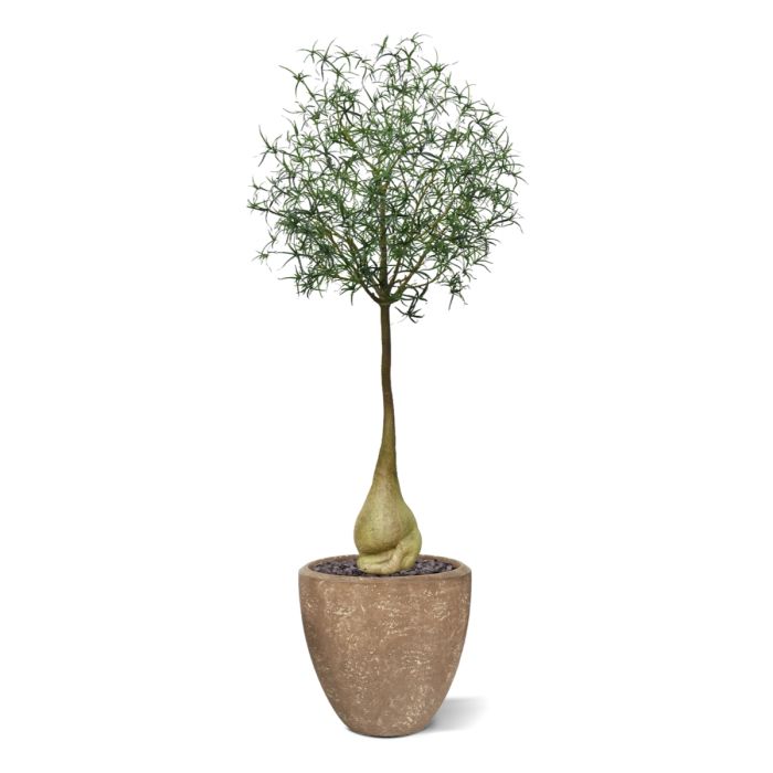 Brachychiton Bottle Kunstboom 240cm - NOVA LIGNUM