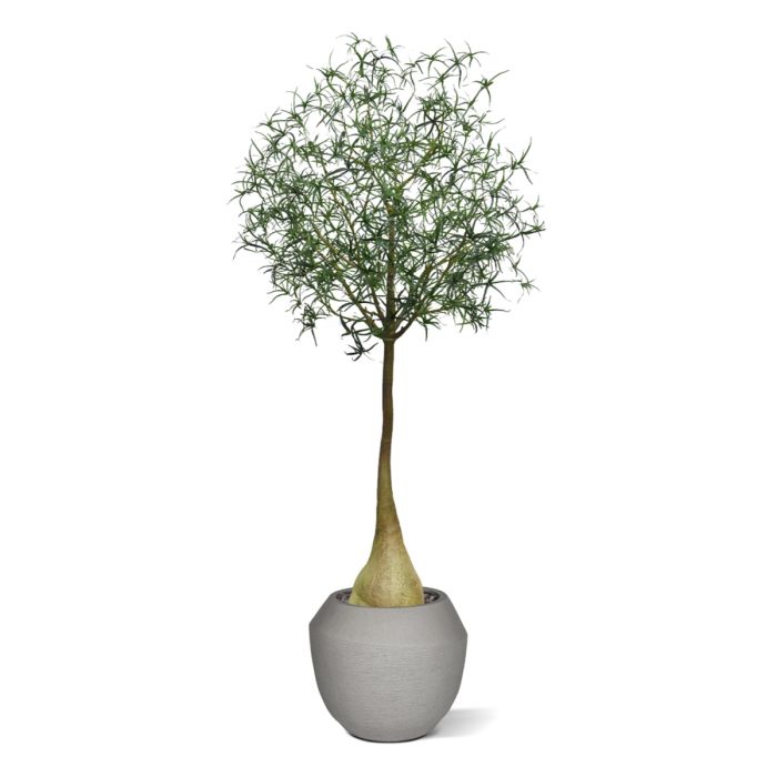 Brachychiton Bottle Kunstboom 240cm - NOVA LIGNUM