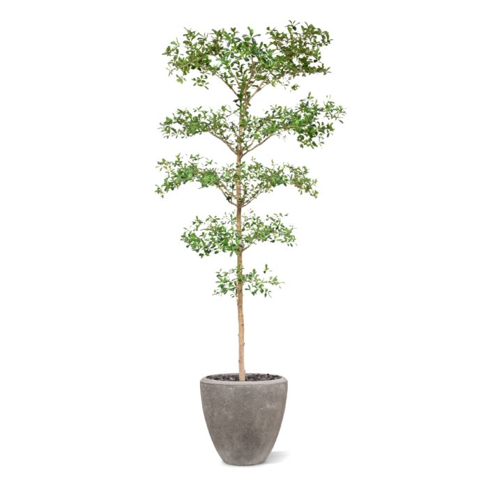 Bucida Buceras Kunstboom 240cm NT groen - NOVA LIGNUM