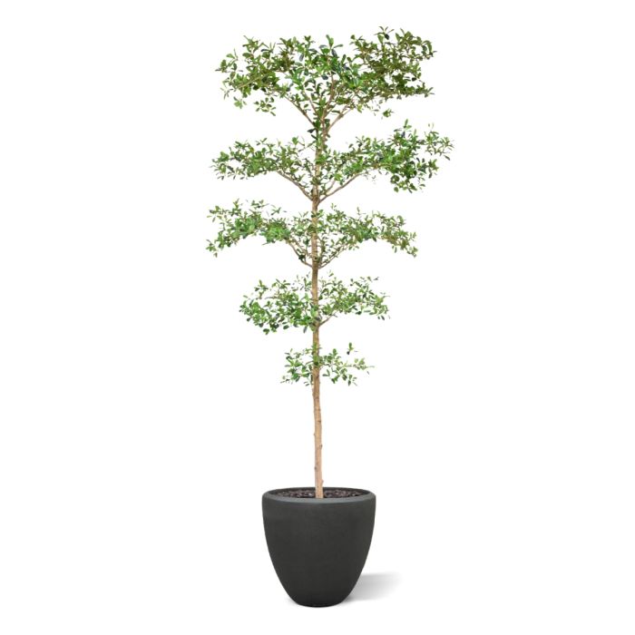 Bucida Buceras Kunstboom 240cm NT groen - NOVA LIGNUM