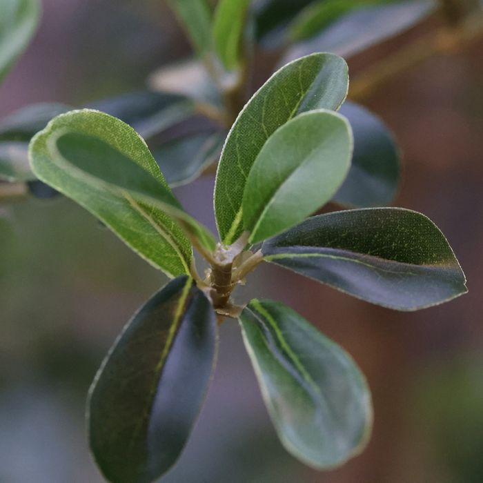 Bucida Buceras Kunstboom 240cm NT groen - NOVA LIGNUM