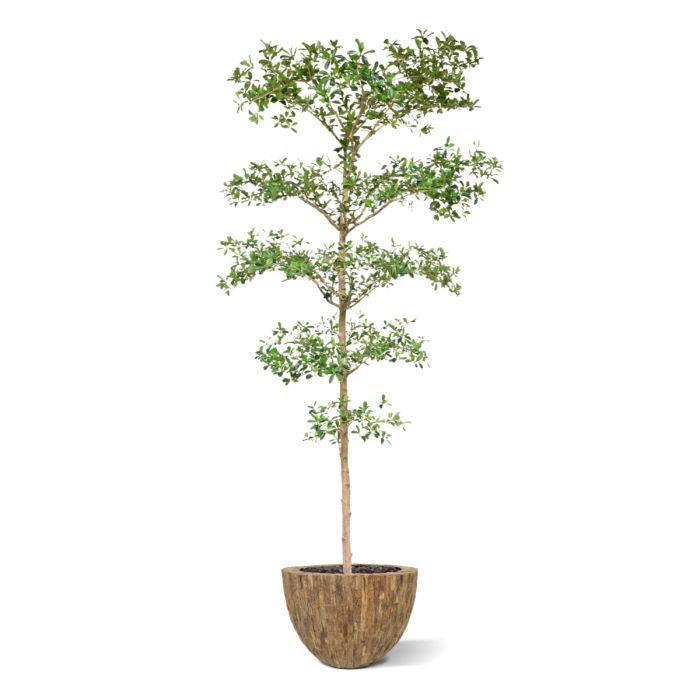 Bucida Buceras Kunstboom 240cm NT groen - NOVA LIGNUM