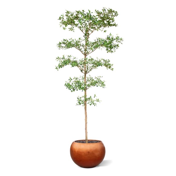 Bucida Buceras Kunstboom 240cm NT groen - NOVA LIGNUM