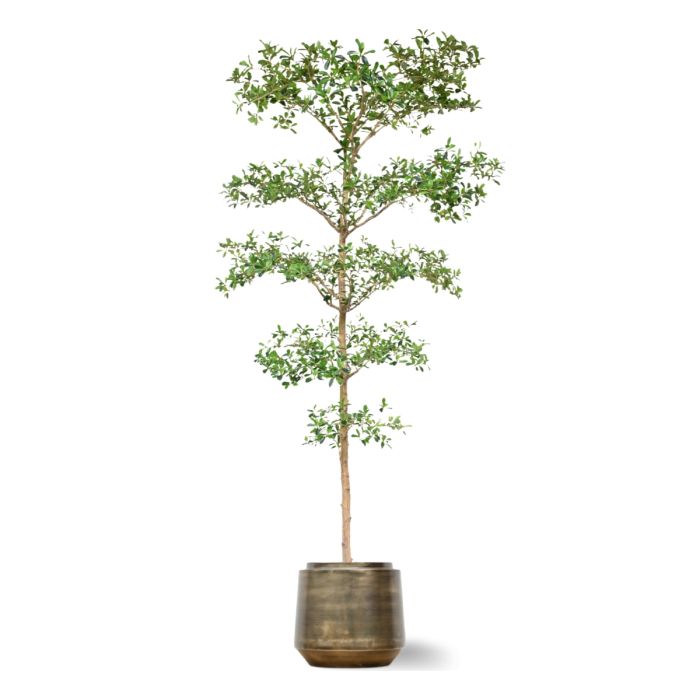 Bucida Buceras Kunstboom 240cm NT groen - NOVA LIGNUM