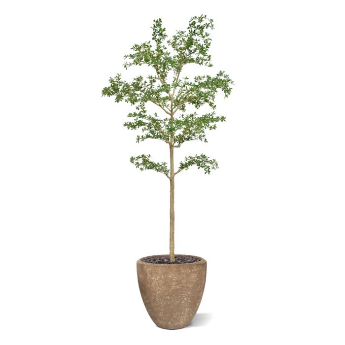 Bucida shady Lady Kunstboom 270cm groen - NOVA LIGNUM