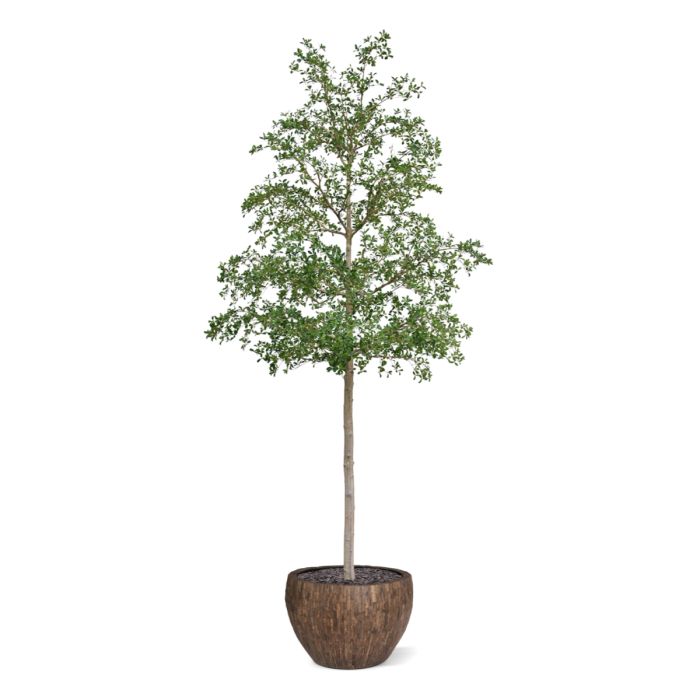 Bucida shady Lady Kunstboom 400cm groen - afbeelding 8