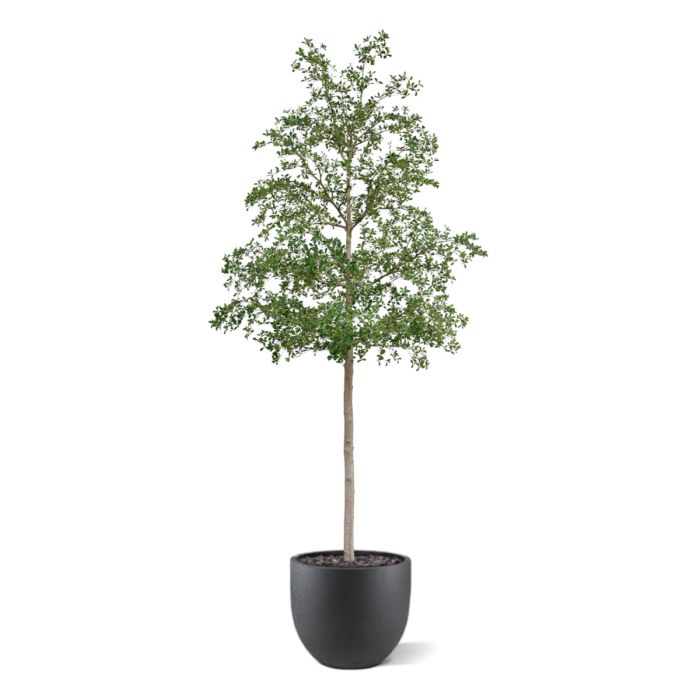 Bucida shady Lady Kunstboom 400cm groen