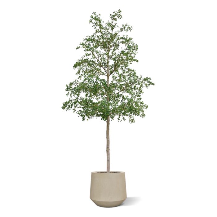 Bucida shady Lady Kunstboom 400cm groen - afbeelding 7