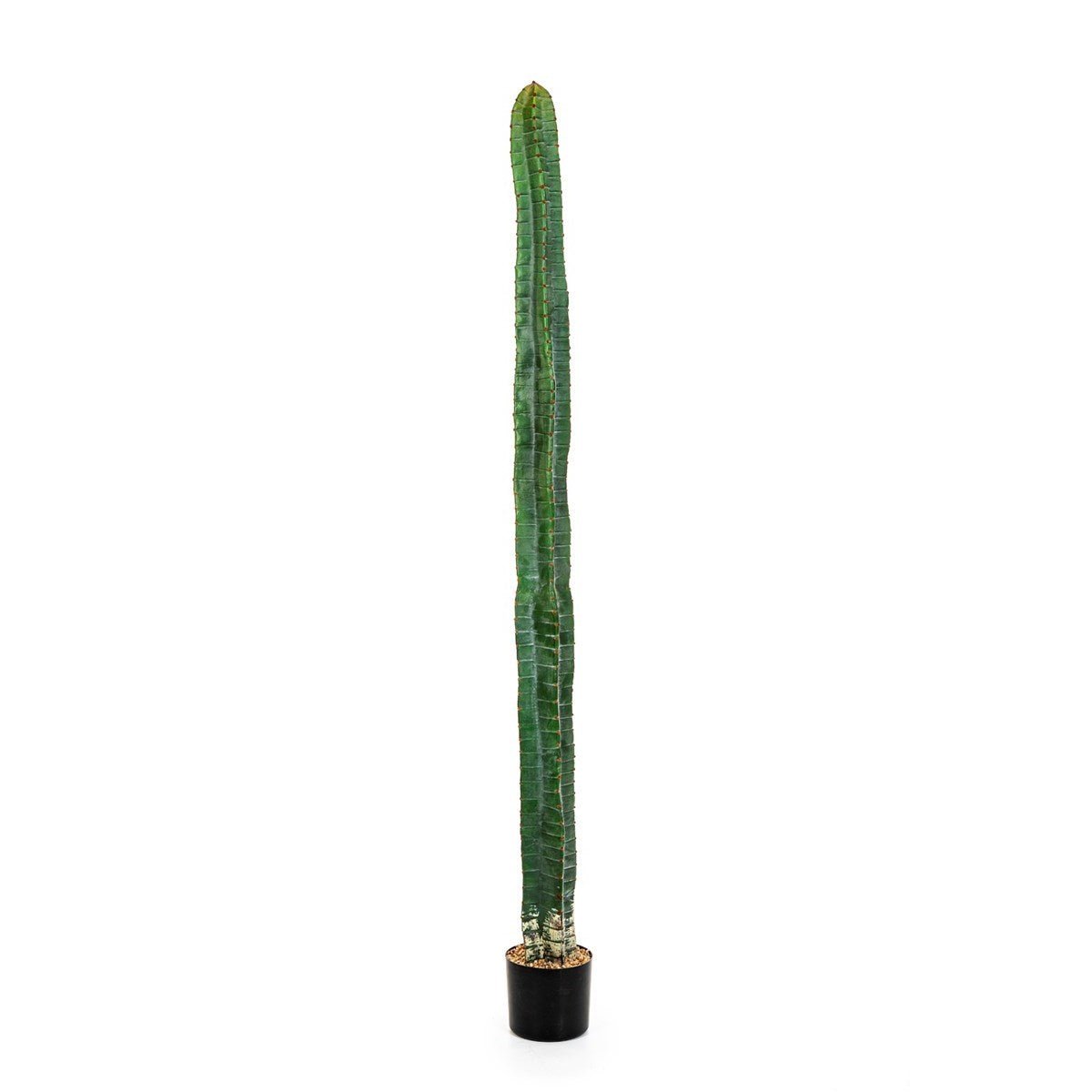 CEREUS COLUMN CACTUS 180 CM - NOVA LIGNUM