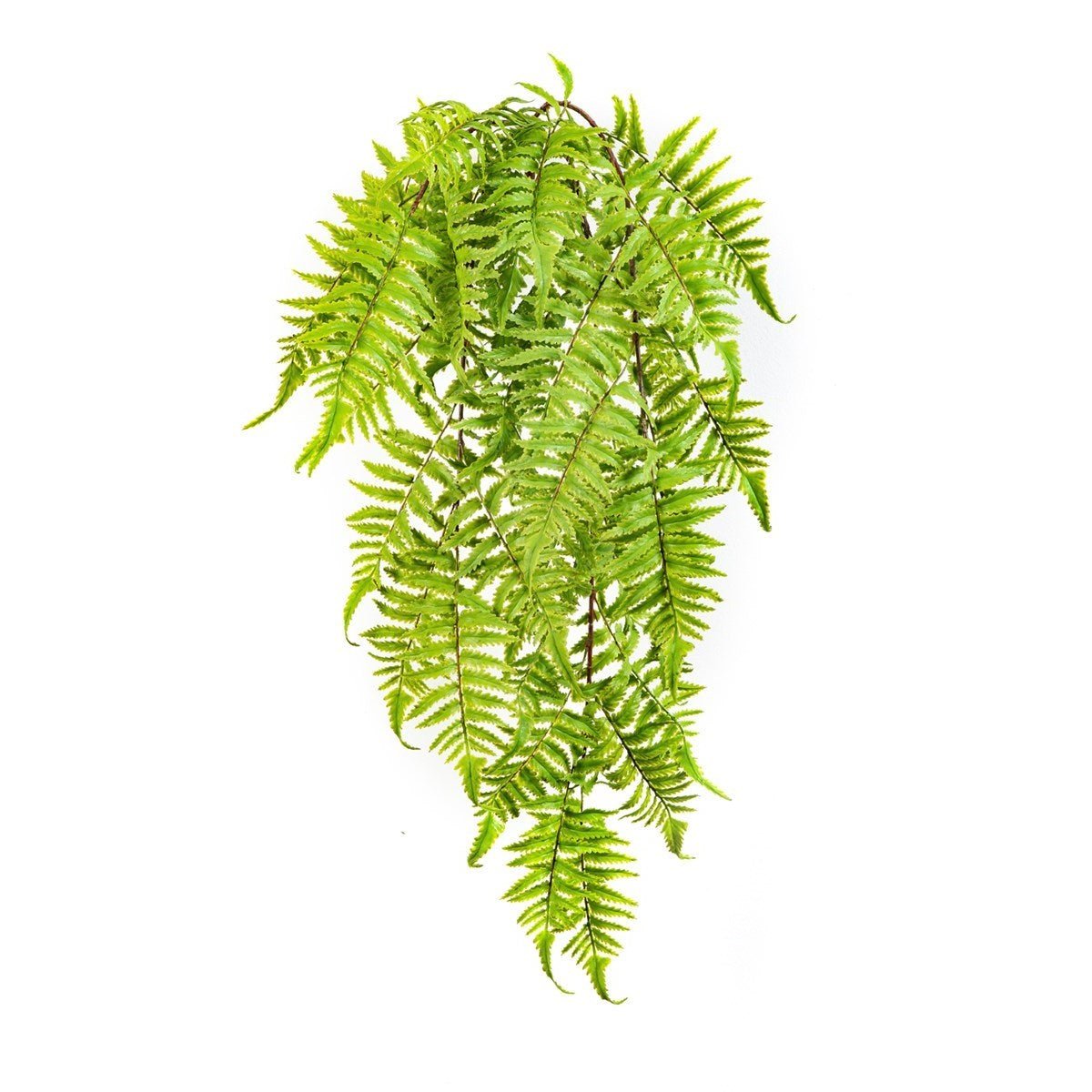 CINNAMON FERN HANGING BUSH - NOVA LIGNUM