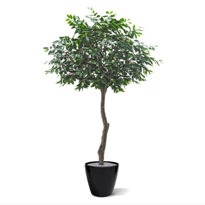 Coffee Arabica Giant kunstboom 320cm - afbeelding 5