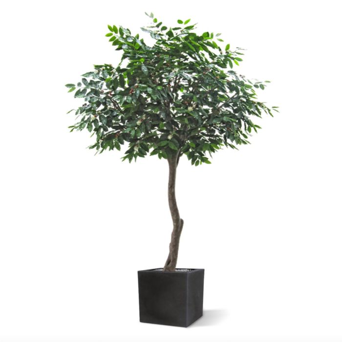 Coffee Arabica Giant kunstboom 320cm
