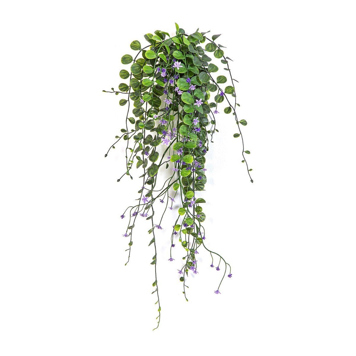 Dichondra Hanging Bush Purple - UV - NOVA LIGNUM