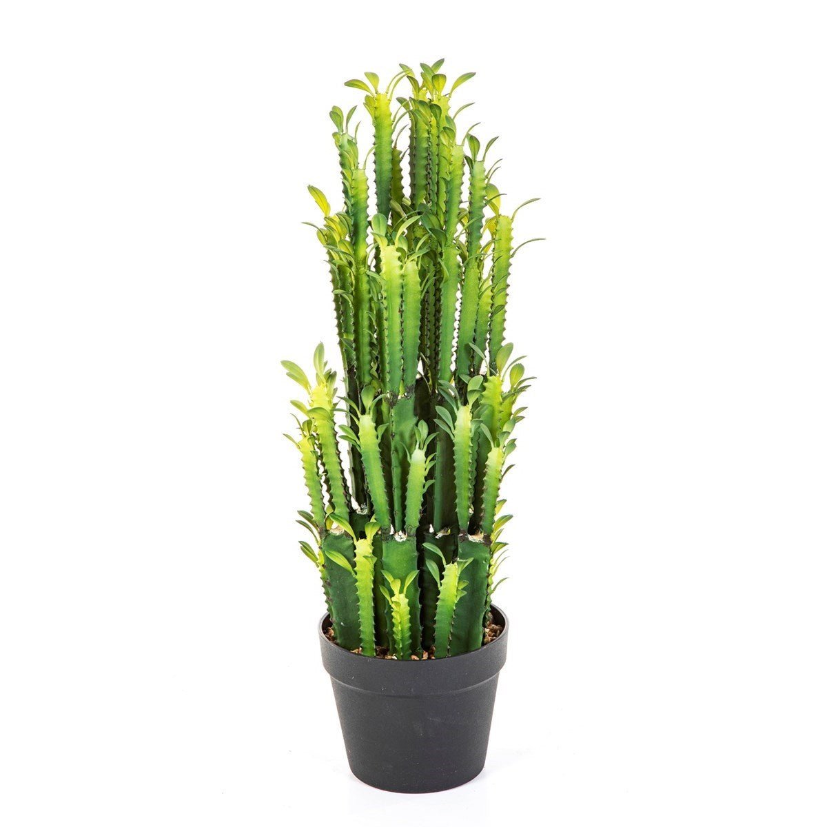 EUPHORBIA TRIGONA CACTUS 64 CM - NOVA LIGNUM
