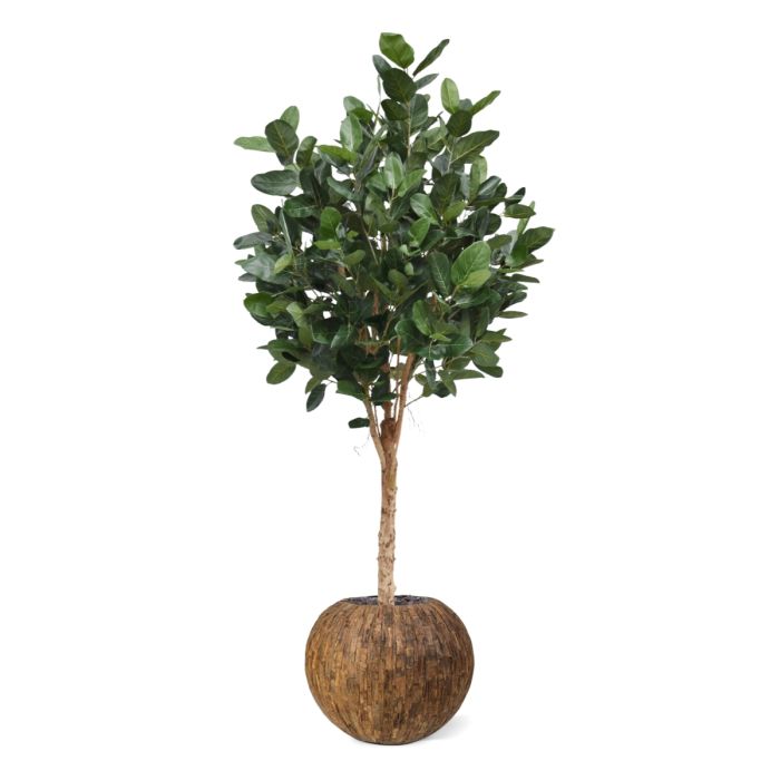 Ficus Audrey Kunstboom Deluxe 250cm - NOVA LIGNUM