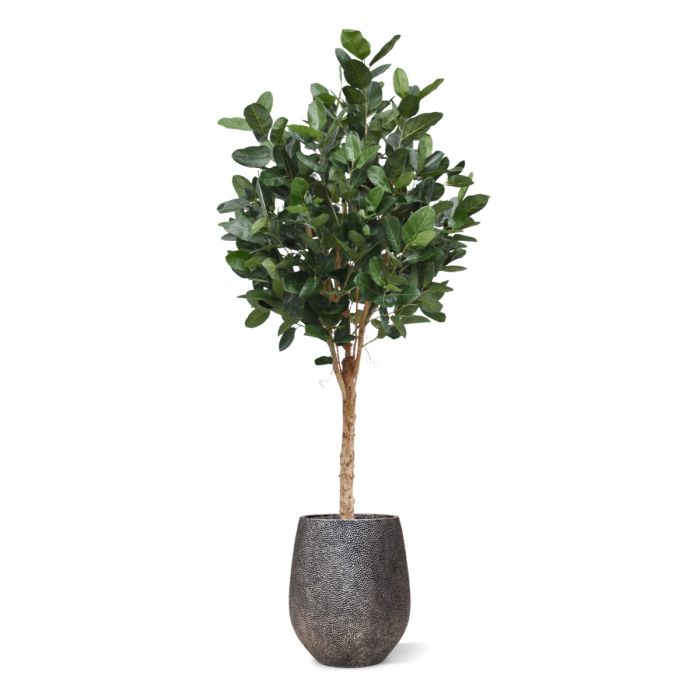 Ficus Audrey Kunstboom Deluxe 250cm - NOVA LIGNUM